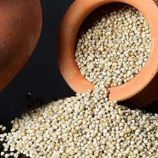 Pearl Millet (Bajra)