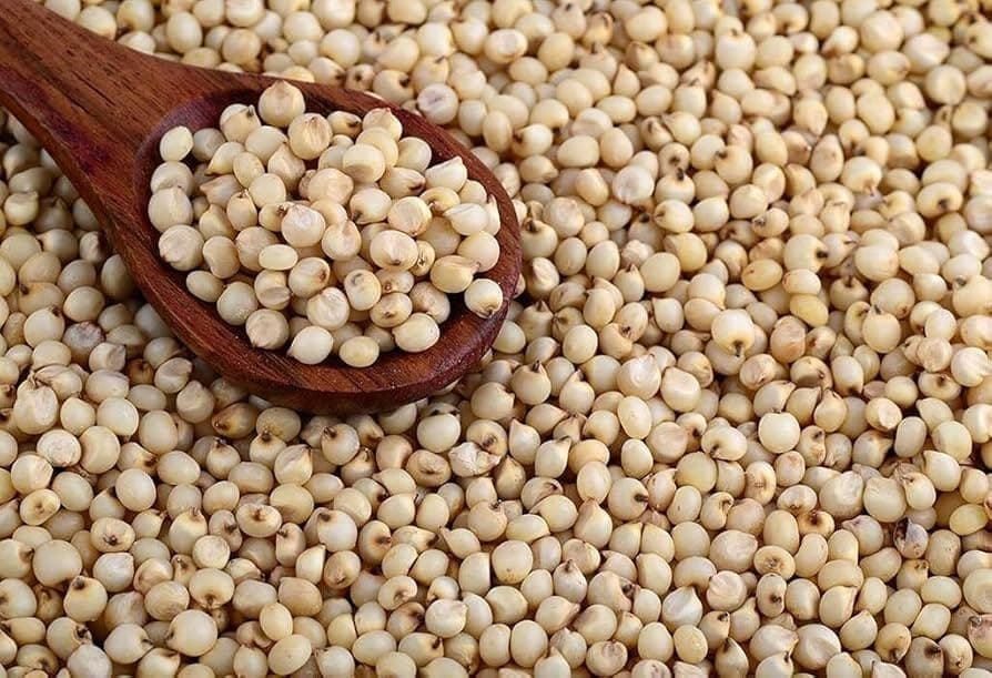 Sorghum (Jowar)