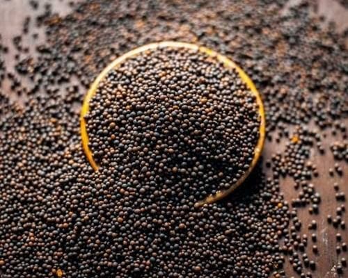 Mustard Seeds (Sarson)